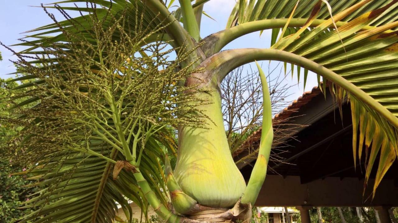 Tropical Villas Негомбо Экстерьер фото